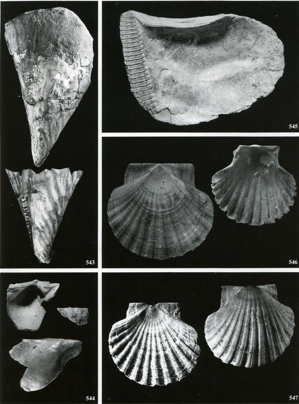 possibile fossile ?